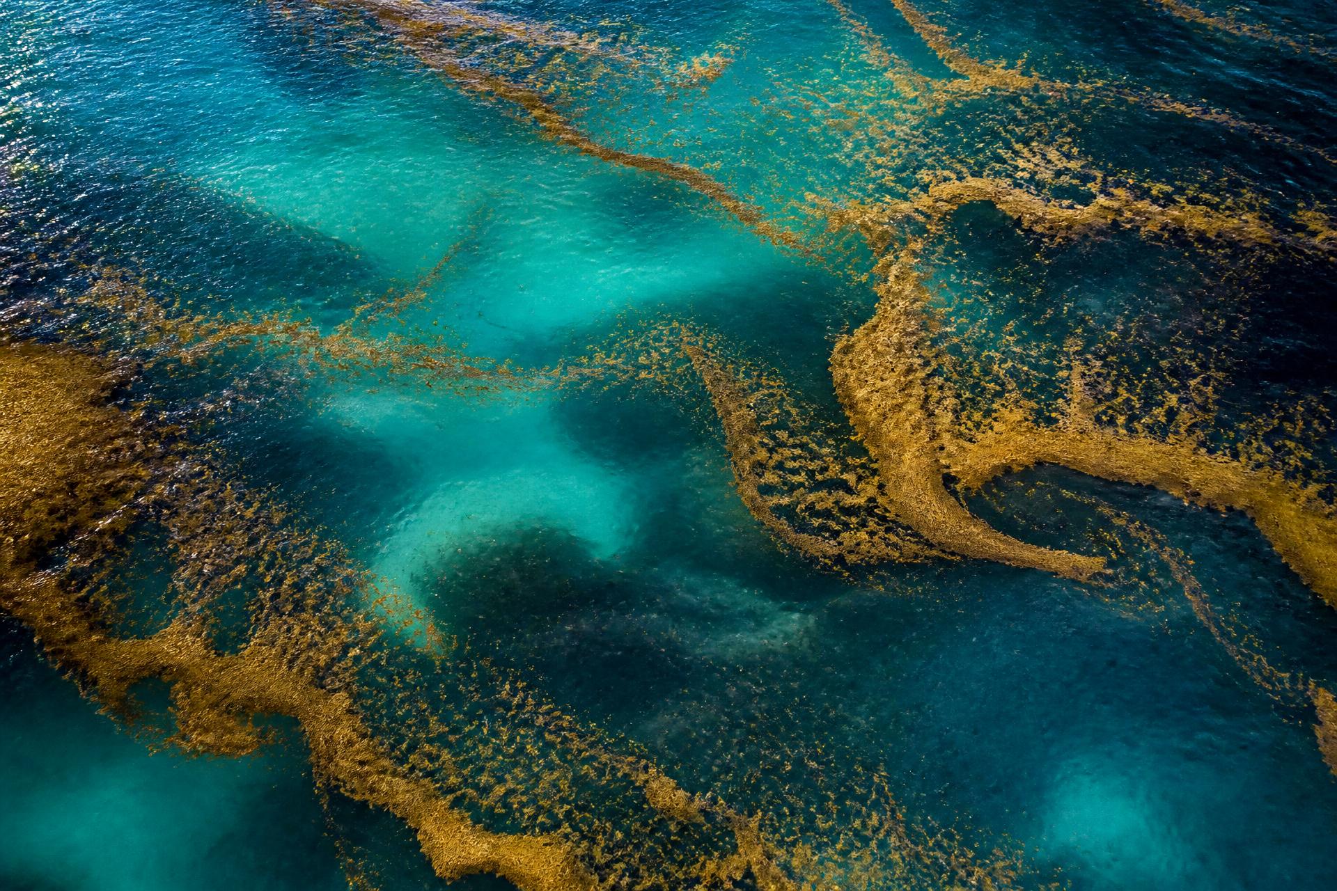 Aerial view of sargassum patterns in turquoise ocean